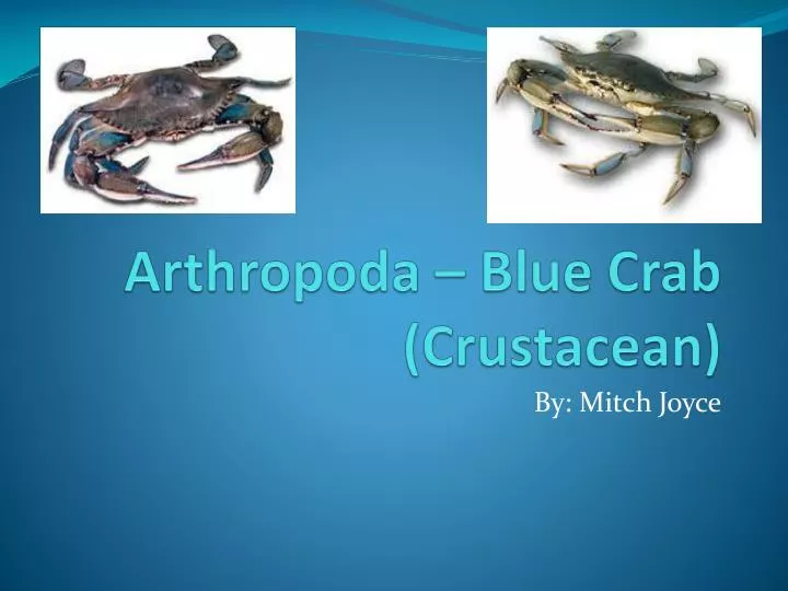arthropoda blue crab crustacean