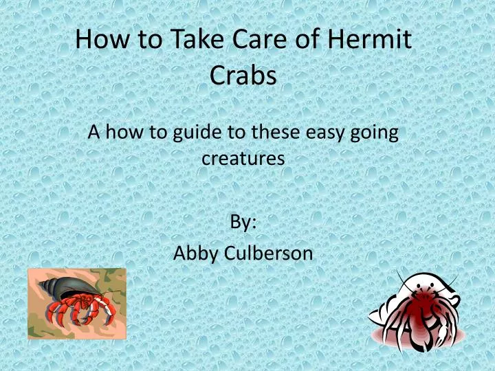 how to t ake care of h ermit crabs