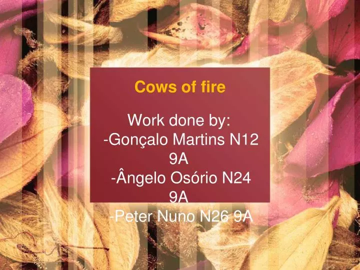cows of fire