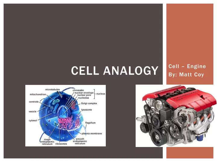 cell analogy