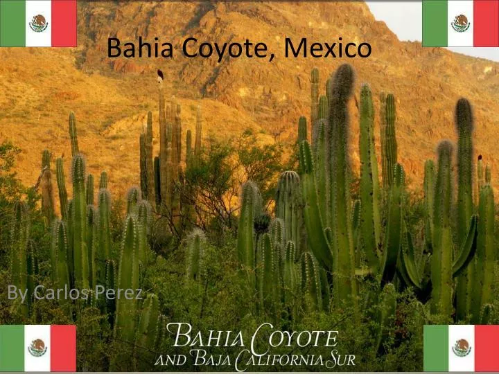 bahia coyote mexico