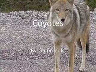 Coyotes