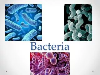 Bacteria