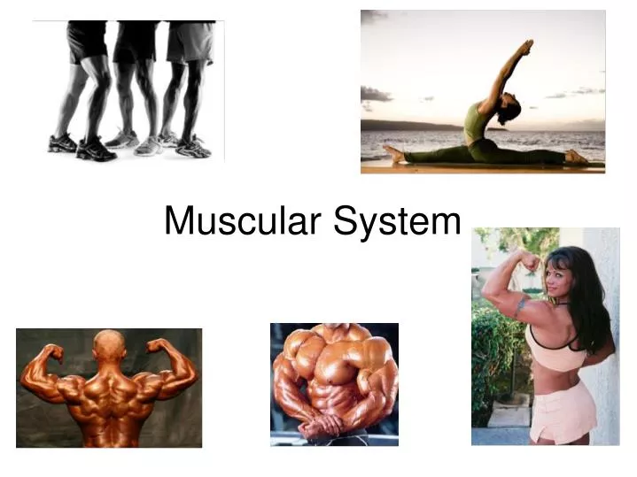 muscular system of a human being ppt