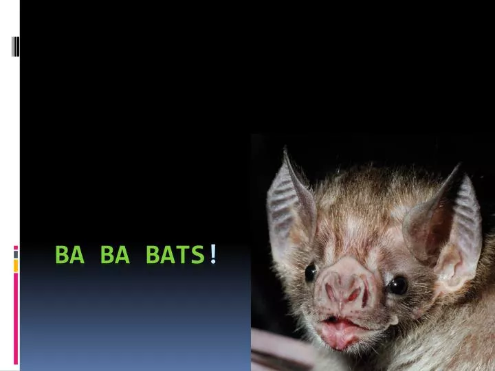 ba ba bats