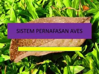 sistem pernafasan aves