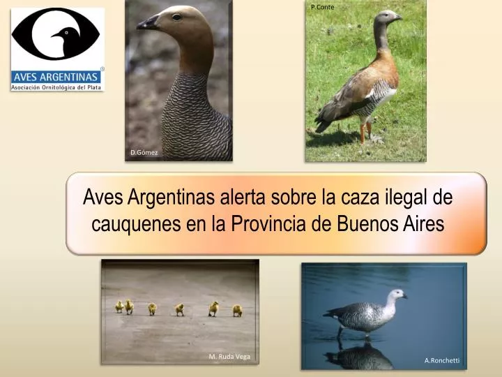 aves argentinas alerta sobre la caza ilegal de cauquenes en la provincia de buenos aires