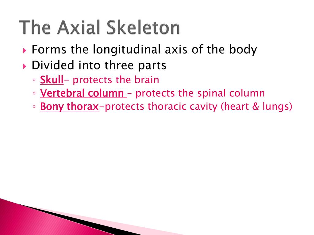 PPT - The Axial Skeleton PowerPoint Presentation, free download - ID ...
