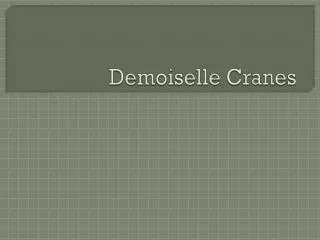 demoiselle cranes