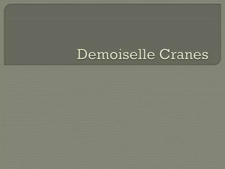 demoiselle cranes