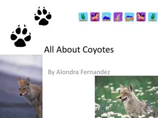 All About Coyotes