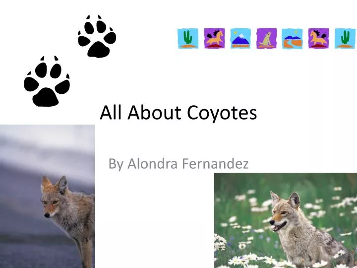all about coyotes