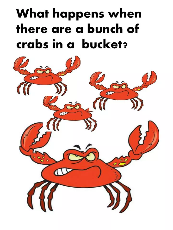 what happens when there are a bunch of crabs in a bucket