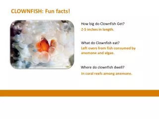 CLOWNFISH: Fun facts!