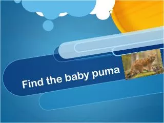 Find the baby puma