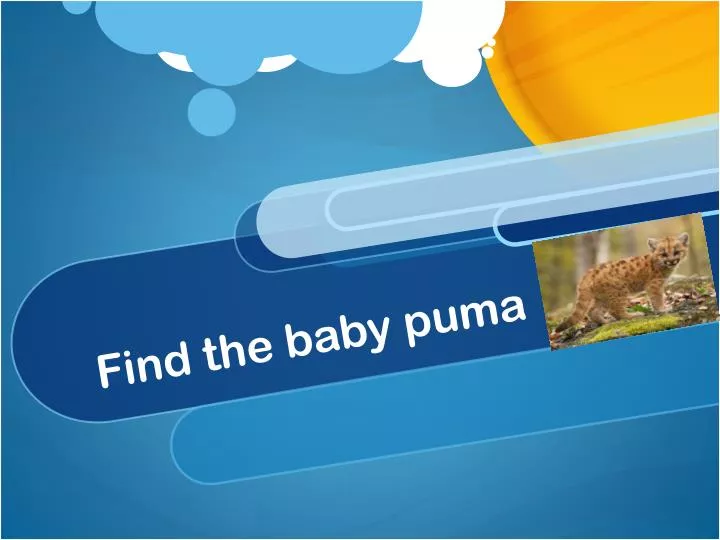find the baby puma