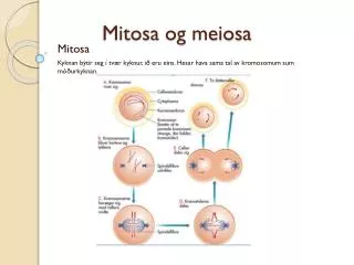 mitosa og meiosa