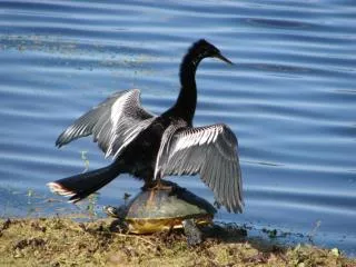 anhinga