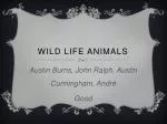 Wild life animals