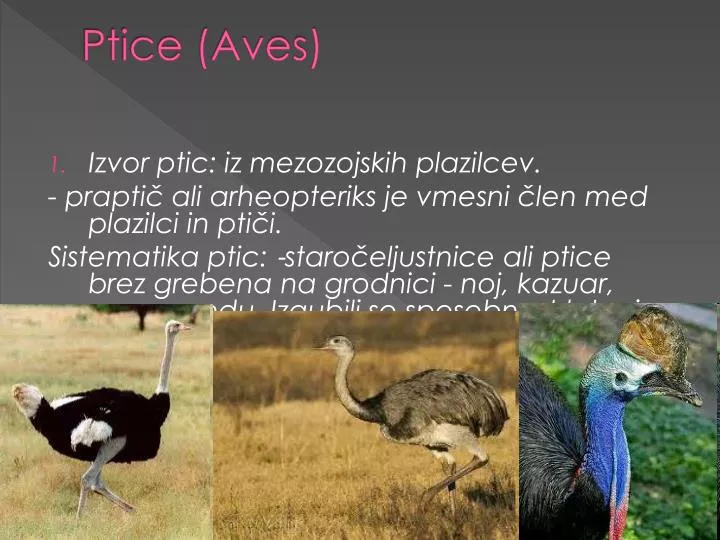 ptice aves