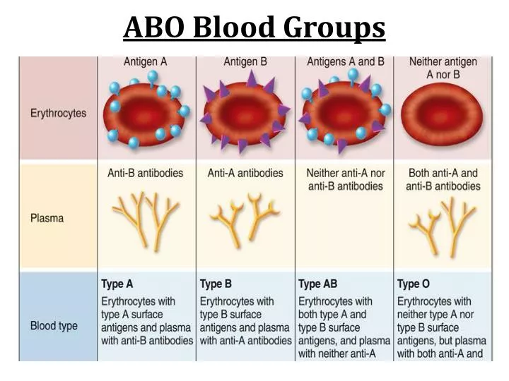 abo blood groups