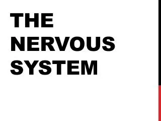 the nervous system