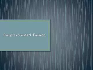 purple crested turaco