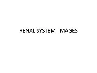 RENAL SYSTEM IMAGES