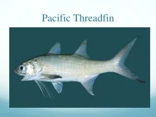 Pacific Threadfin