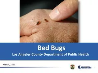 Bed Bugs Los Angeles County Department of Public Health