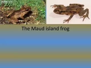 The Maud island frog