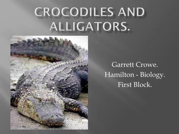 crocodiles and alligators