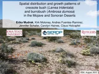 Spatial distribution and growth patterns of creosote bush ( Larrea tridentata )