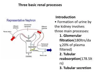Three basic renal processes