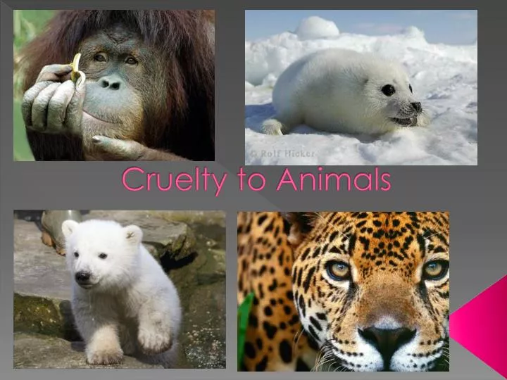 cruelty to animals