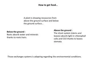 Below the ground : Roots absorb water and minerals thanks to roots hairs .