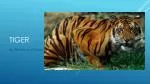 tiger - slide 1