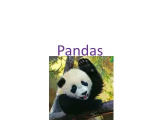 Pandas