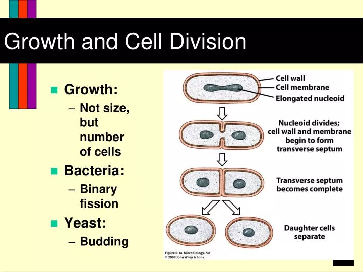growth and cell division