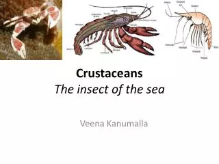 Crustaceans The insect of the sea