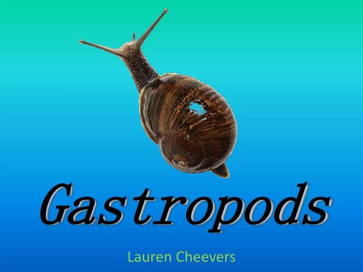 gastropods