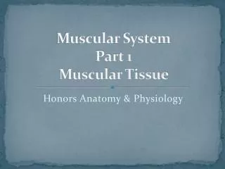 Muscular System Part 1 Muscular Tissue