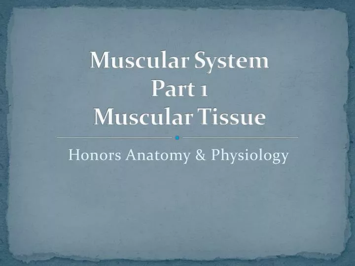 muscular system part 1 muscular tissue