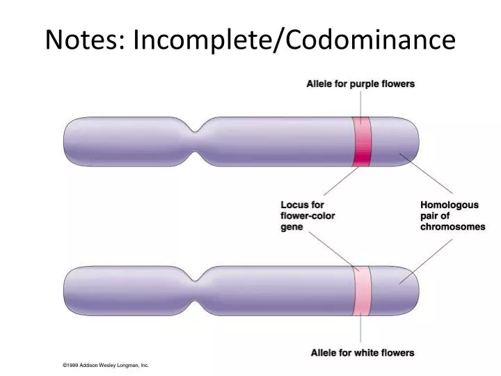 notes incomplete codominance