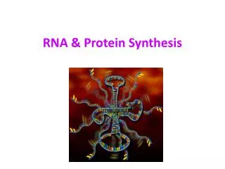 rna protein synthesis