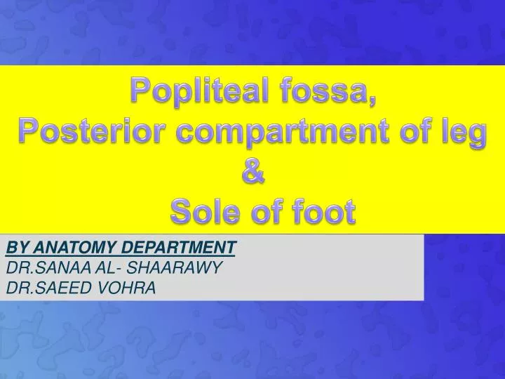 popliteal fossa posterior compartment of leg sole of foot