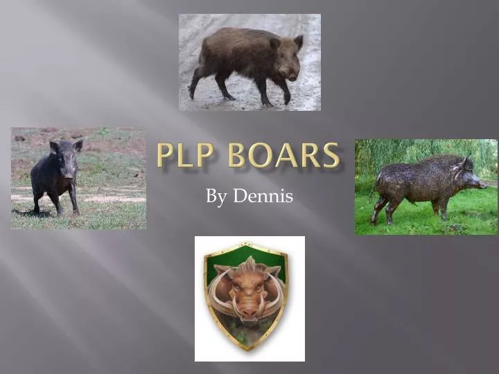 plp boars