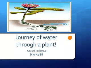 Journey of water through a plant!