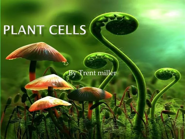 plant cells