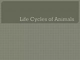 life cycles of animals